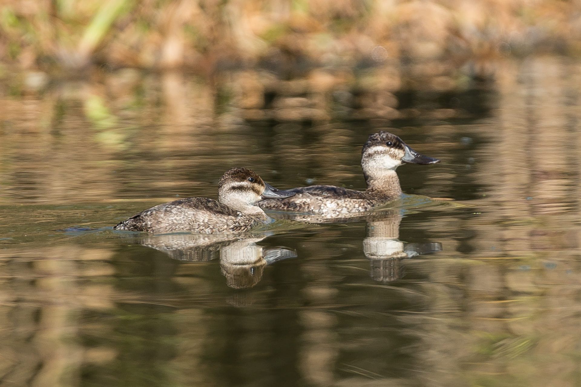 Two Ruddy ducks swim on calm water, reflected. Brown bodies, white cheek patches, and black caps.