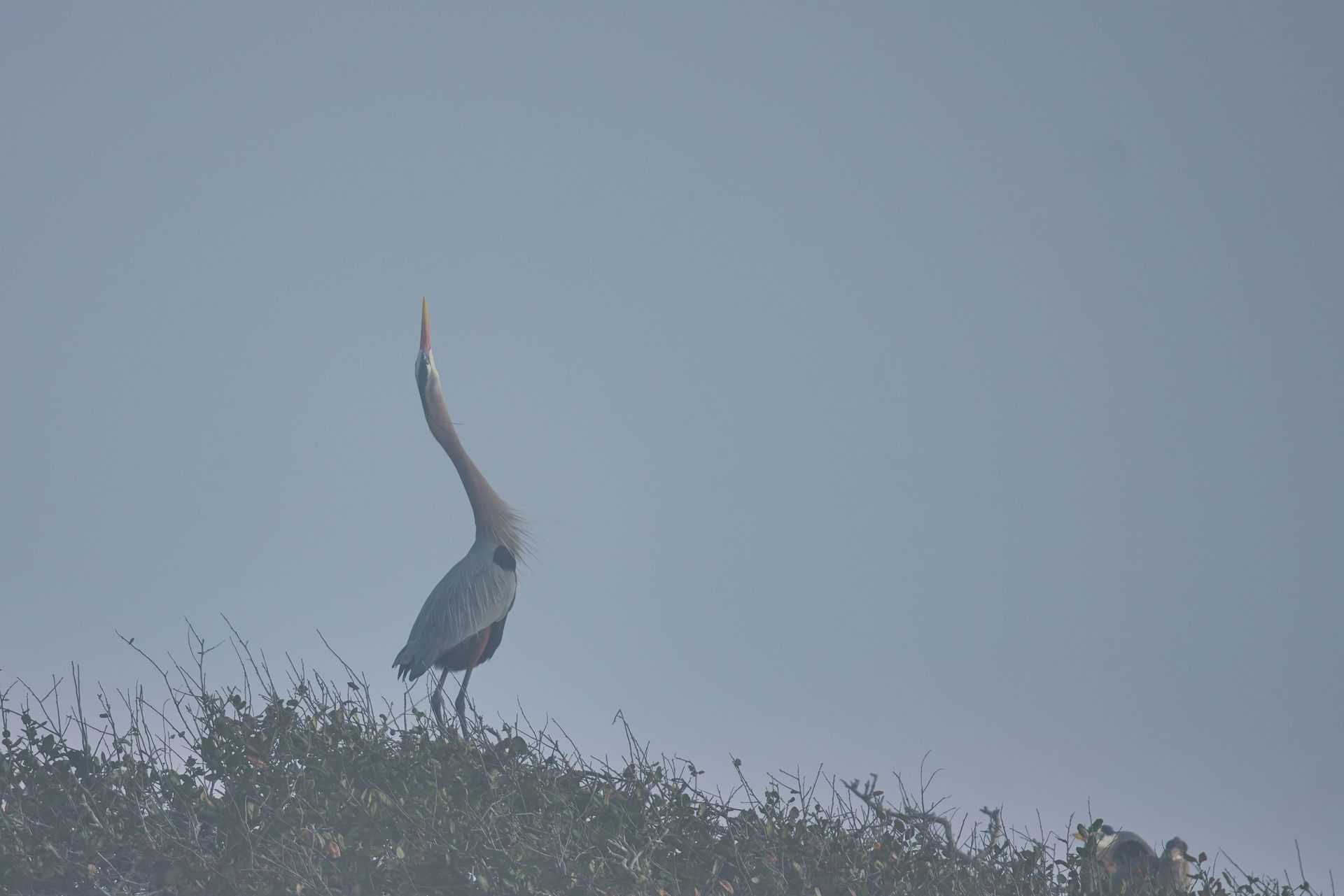 A purple heron with its neck arched, atop a bush, against a hazy sky.