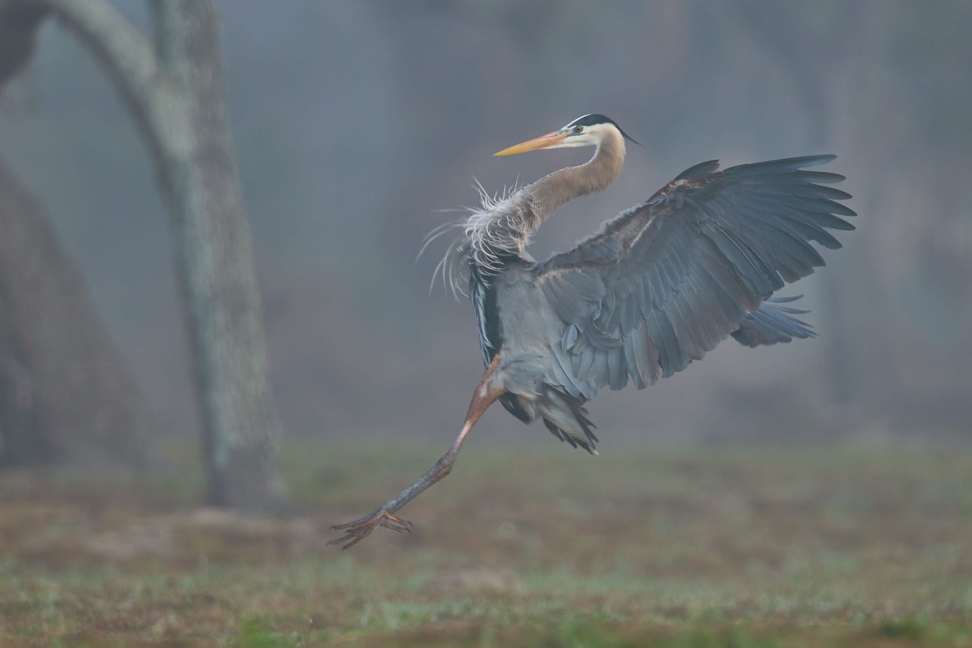 Great blue heron in flight, wings spread, with a foggy forest background.