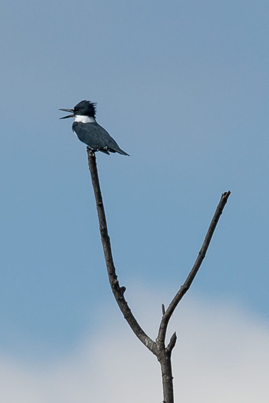 Belted kingfisher perched on a bare branch against a blue sky, its beak open.