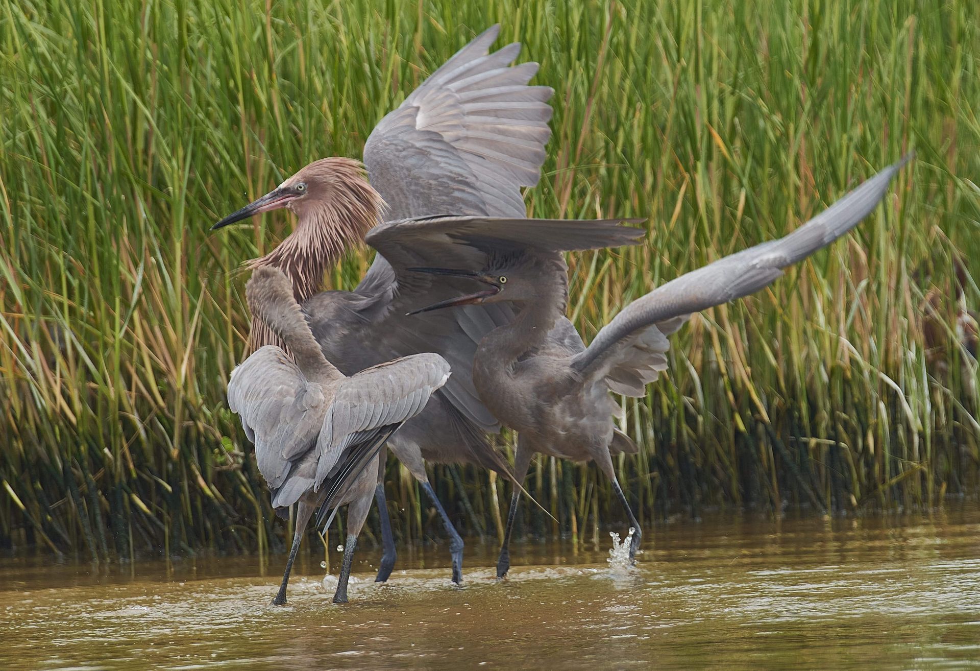 Two reddish egrets fighting in shallow water near tall green marsh grass.