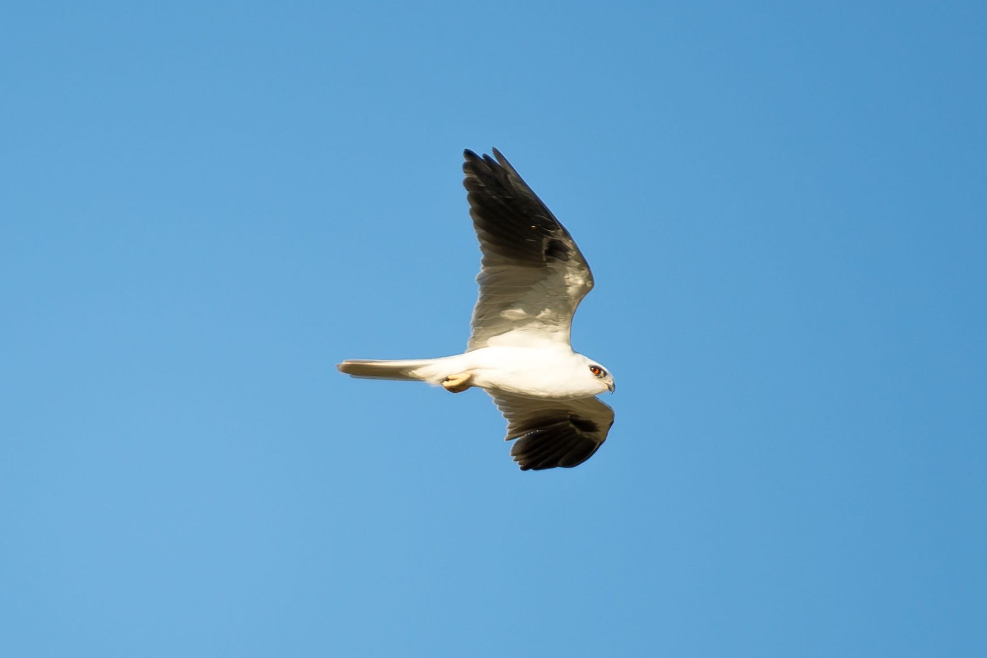 White-tailed kite with black wings soaring in a clear blue sky.