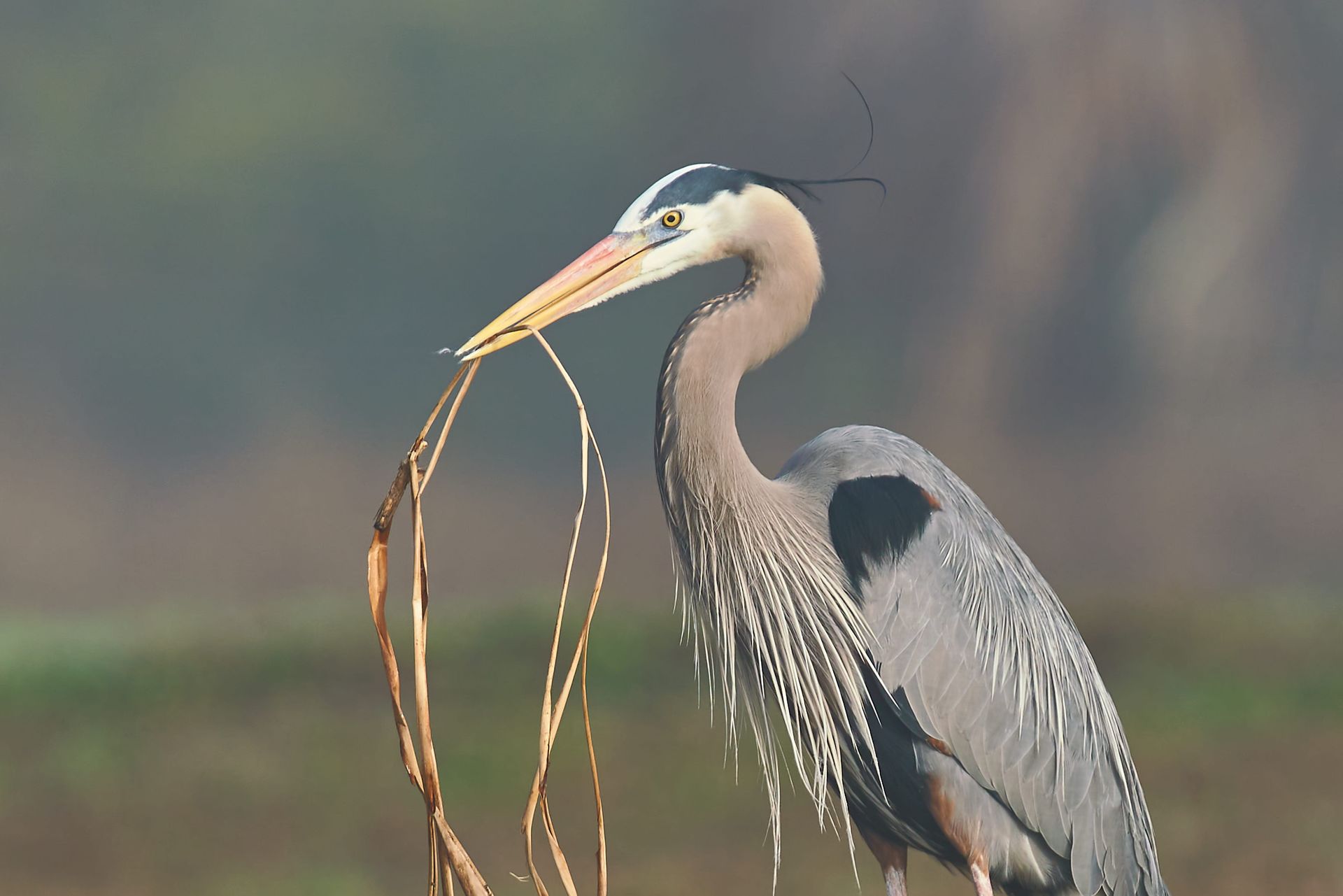 Great blue heron holding twigs for nest-building. Blue and gray feathers, yellow beak, wetland setting.