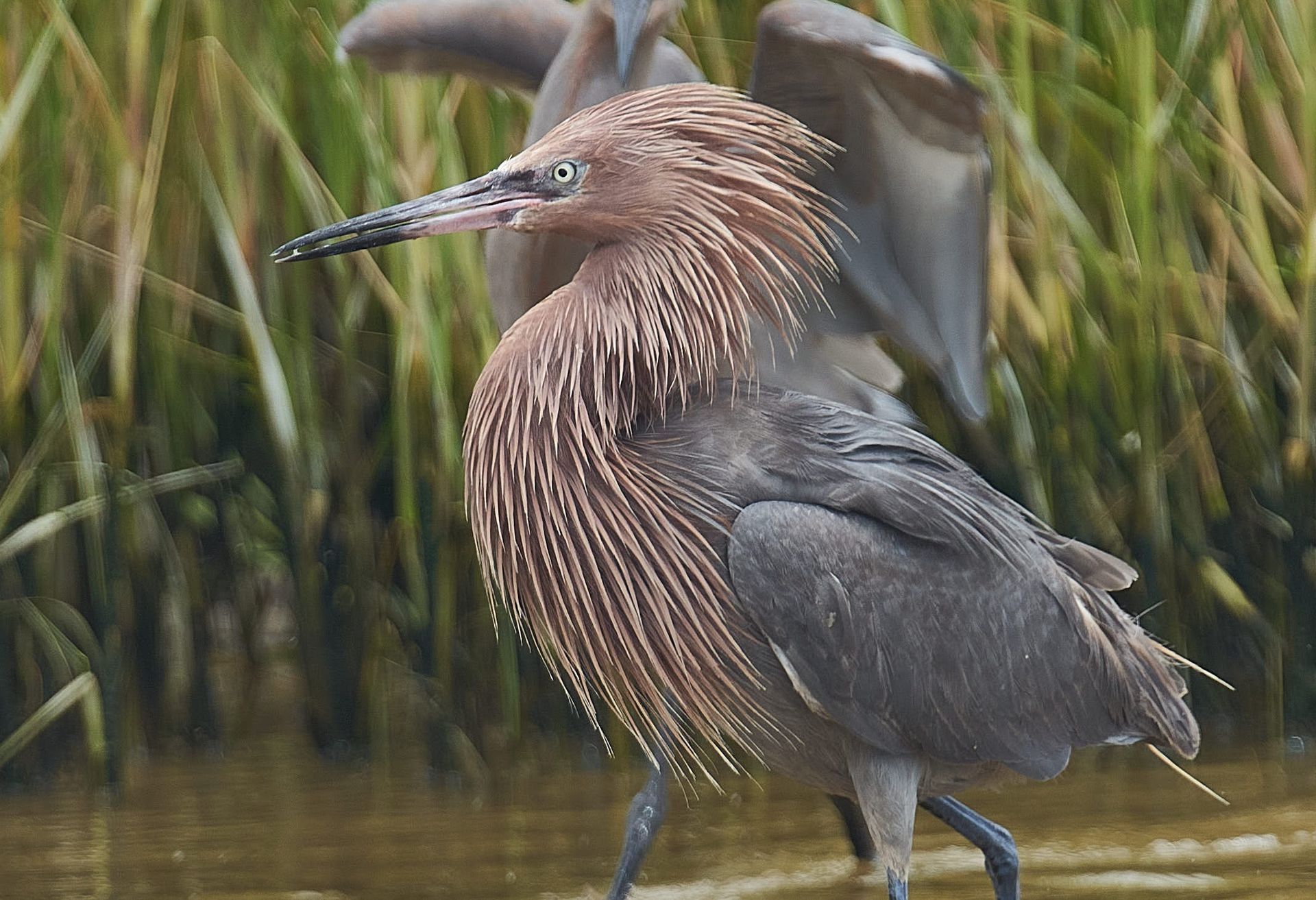 Reddish egret wading in water, ruffled feathers, brown and gray plumage, green reeds in background.