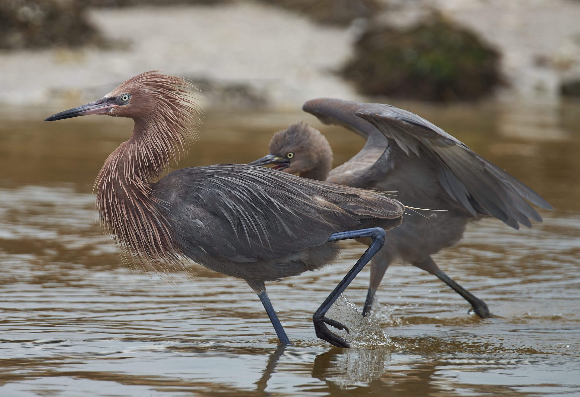 Two reddish-brown and gray herons wading in shallow water; one with wings outstretched.