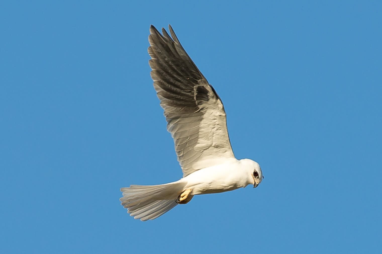 White-tailed kite soaring in a bright blue sky, wings extended, showcasing black wingtips.