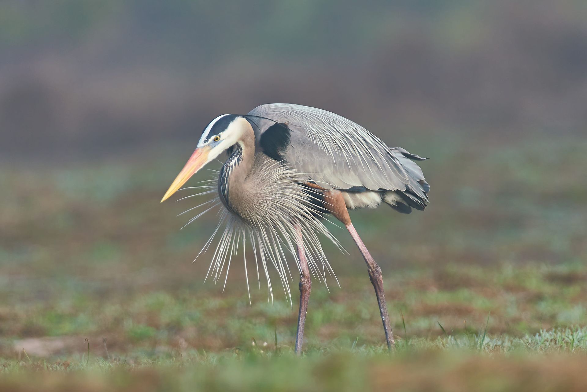 Great blue heron standing in grassy area with plumage droplets.