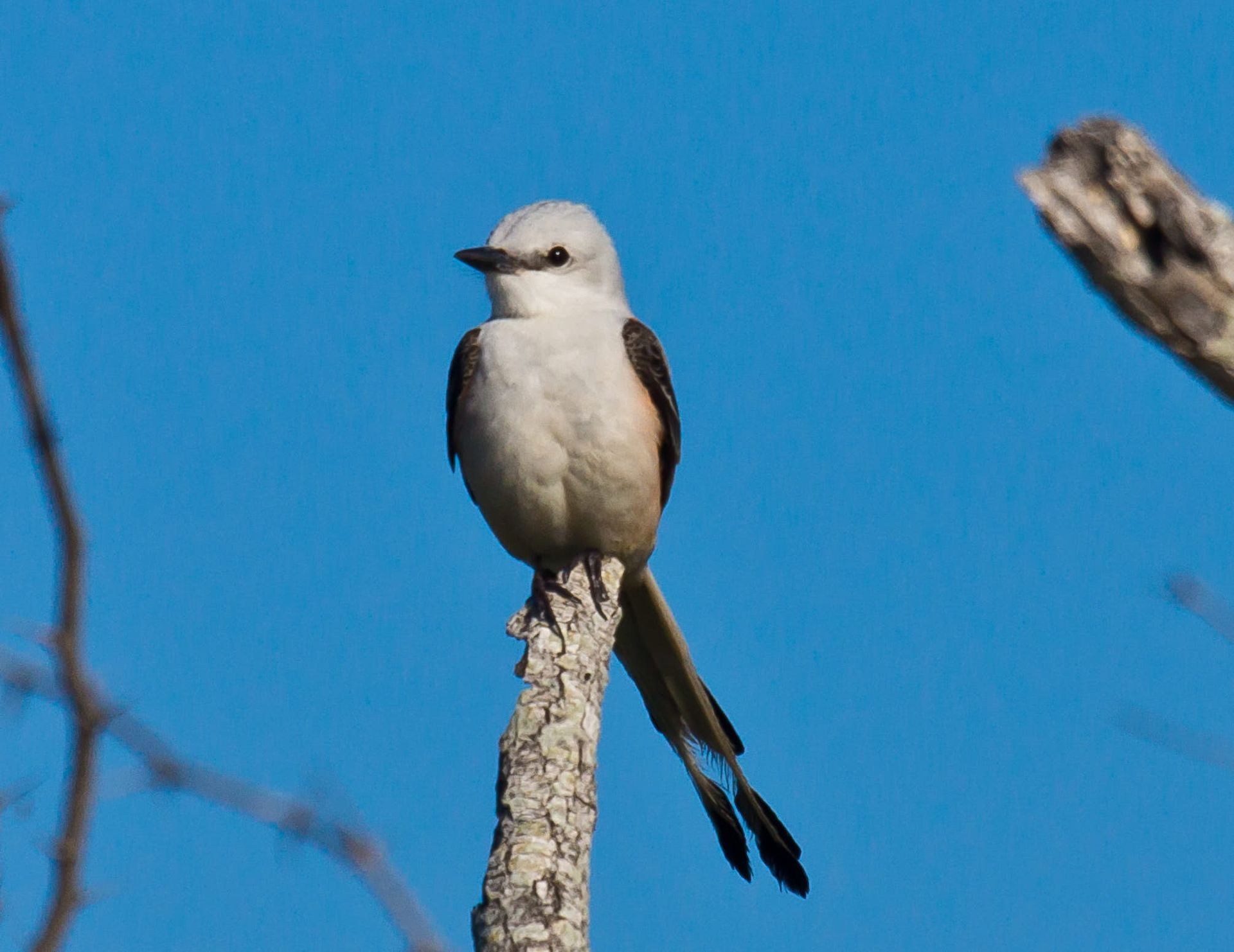 Scissor-tailed flycatcher perched on a branch against a blue sky, displaying gray and white plumage, with a long, forked black tail.