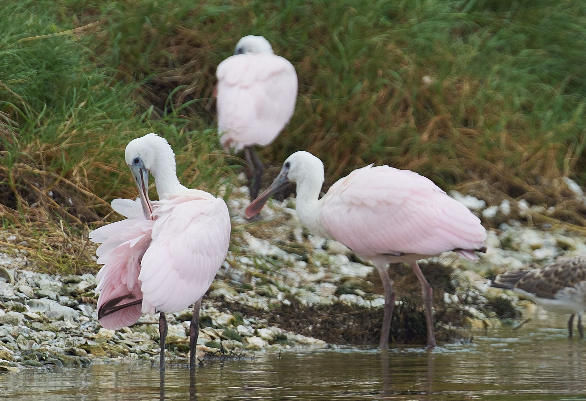 Three roseate spoonbills stand in shallow water, some preening. Pink plumage, grey beaks and legs.