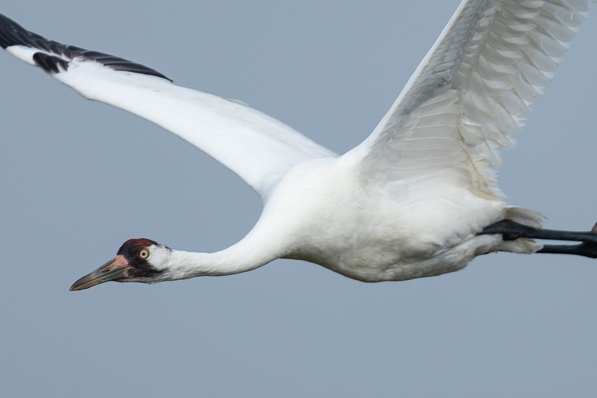Whooping crane in flight, white feathers, black wingtips, red head, long black legs, against a gray sky.