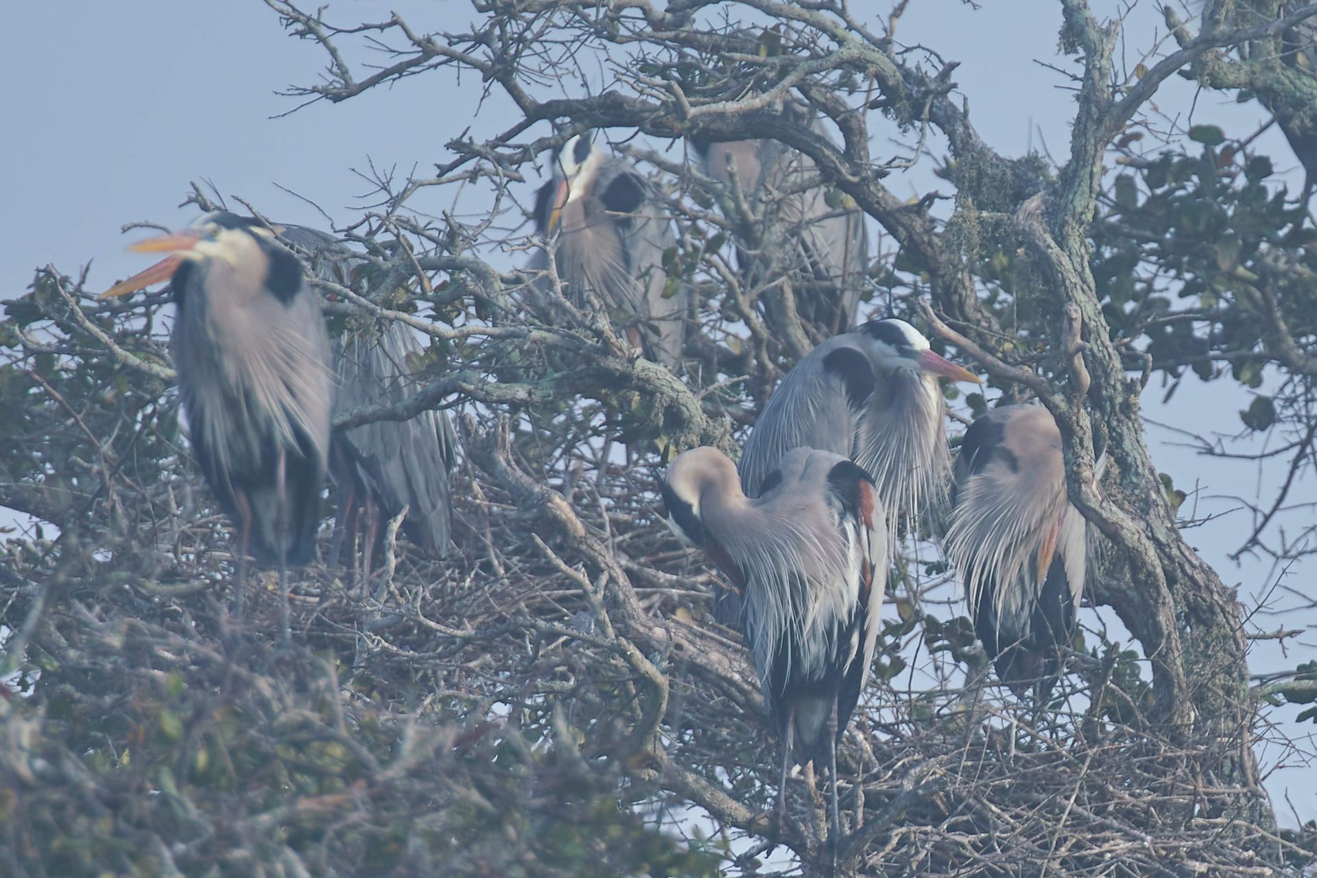 Several Great Blue Herons perched in a treetop nest, looking around.