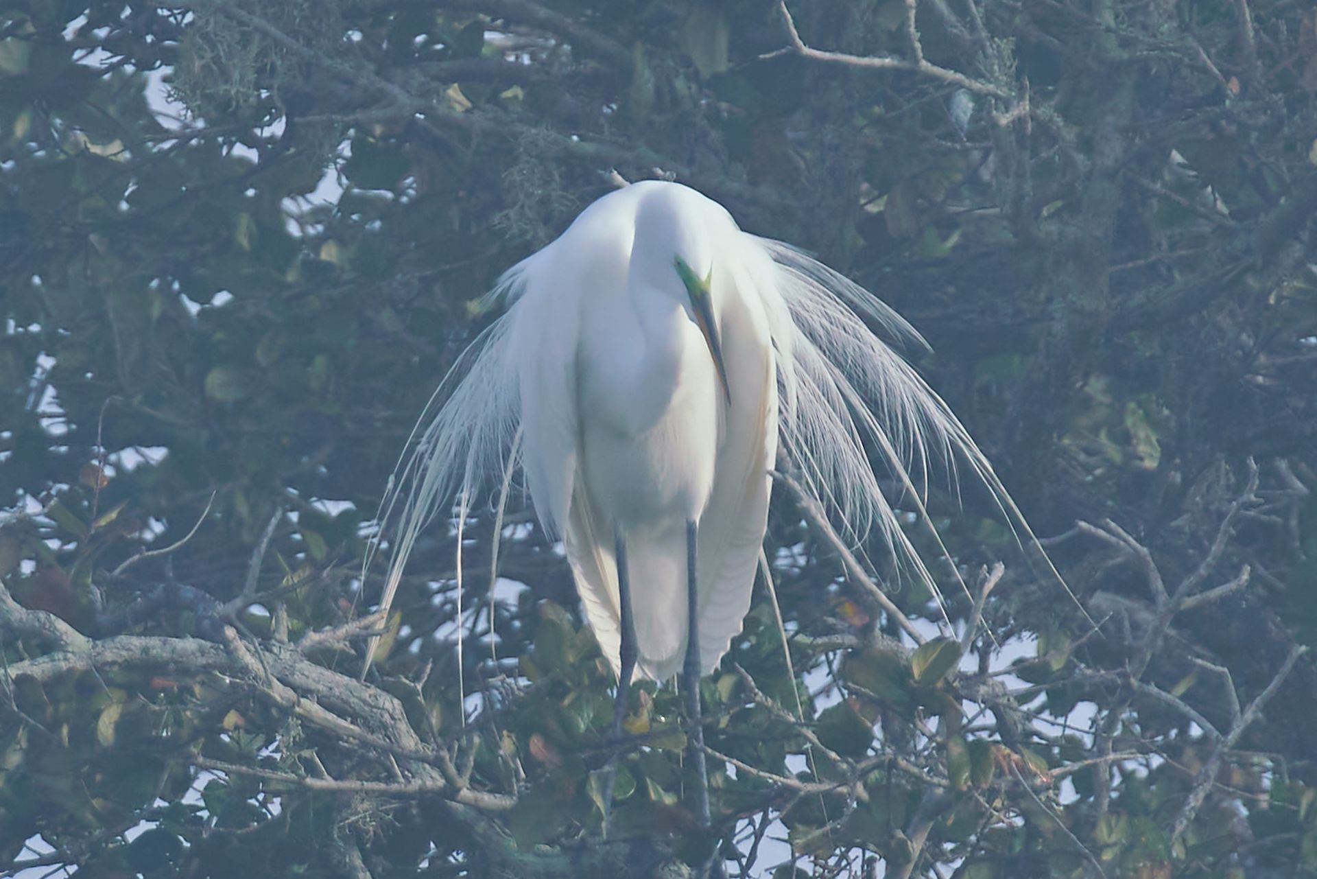 White egret with long, flowing breeding plumes perched in a tree.
