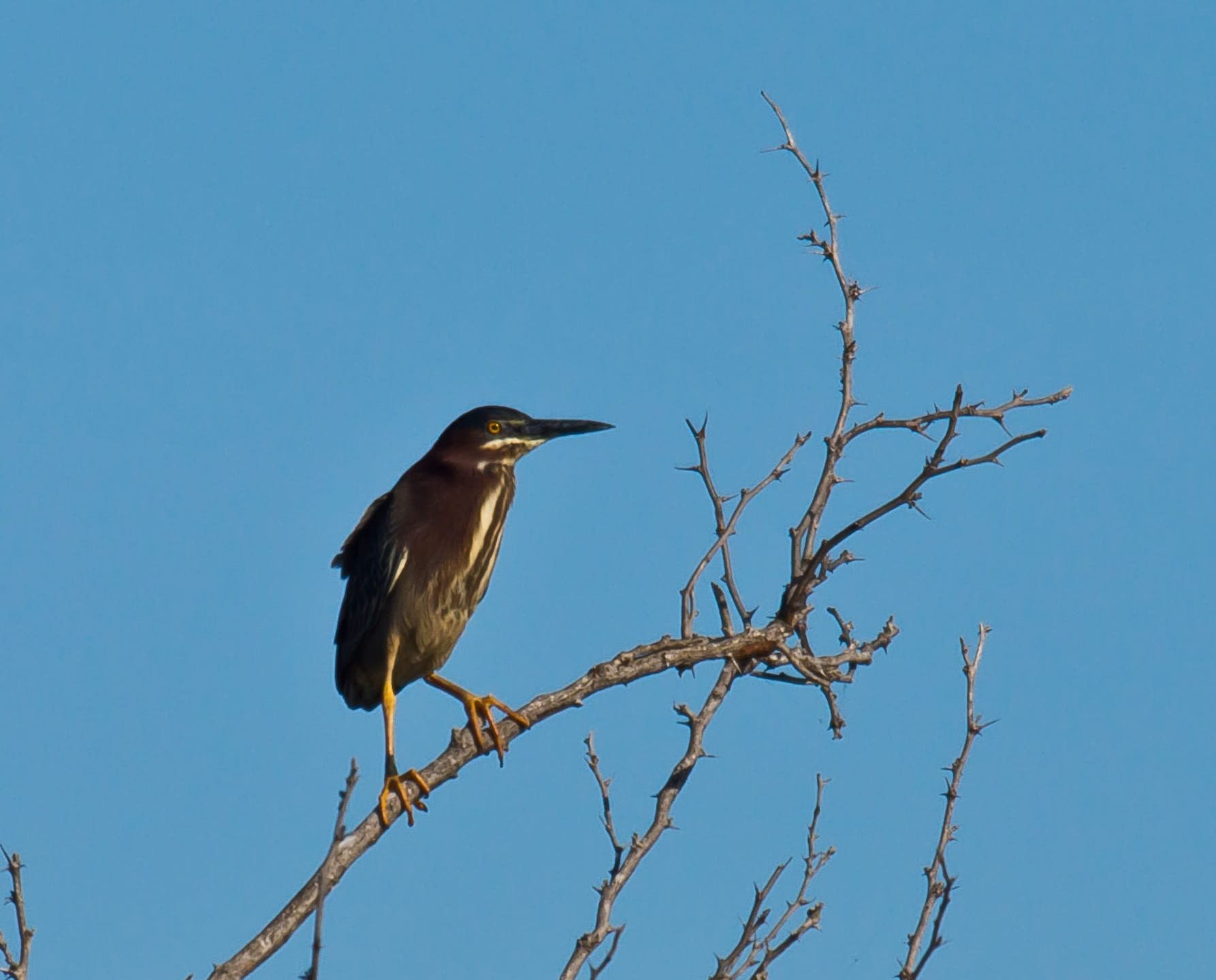 Green heron perched on a bare branch against a clear blue sky.