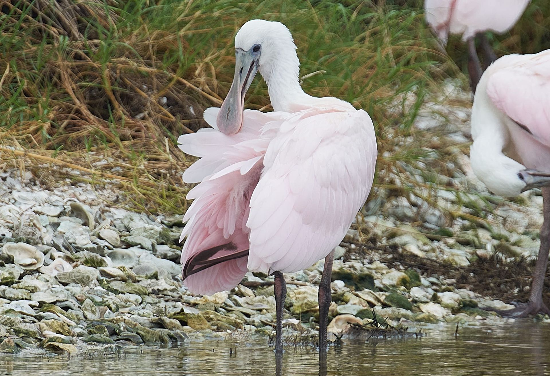 Roseate spoonbill preening its pink feathers, standing near water with others.