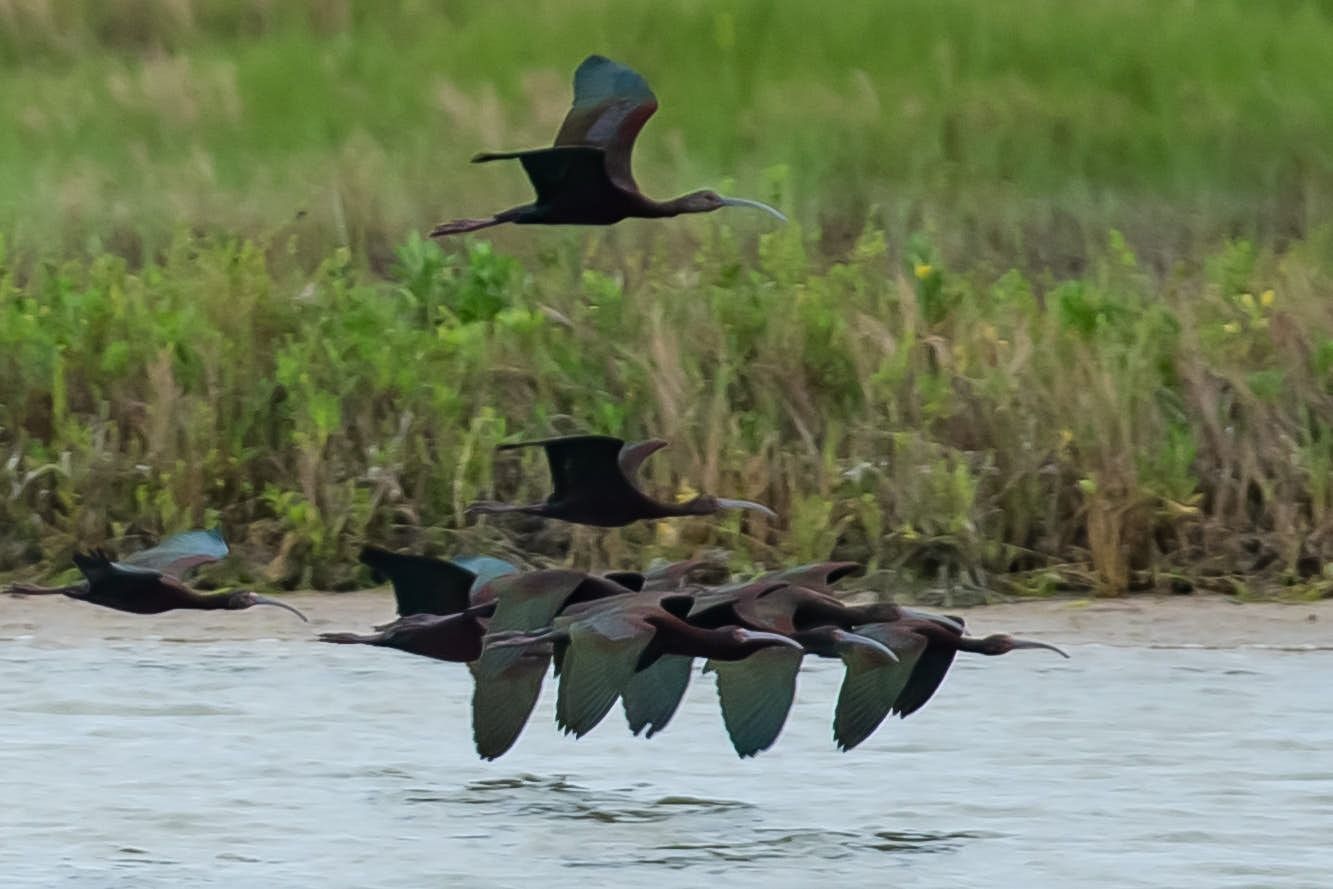A bus is driving down a highway with a plane flying in the background.