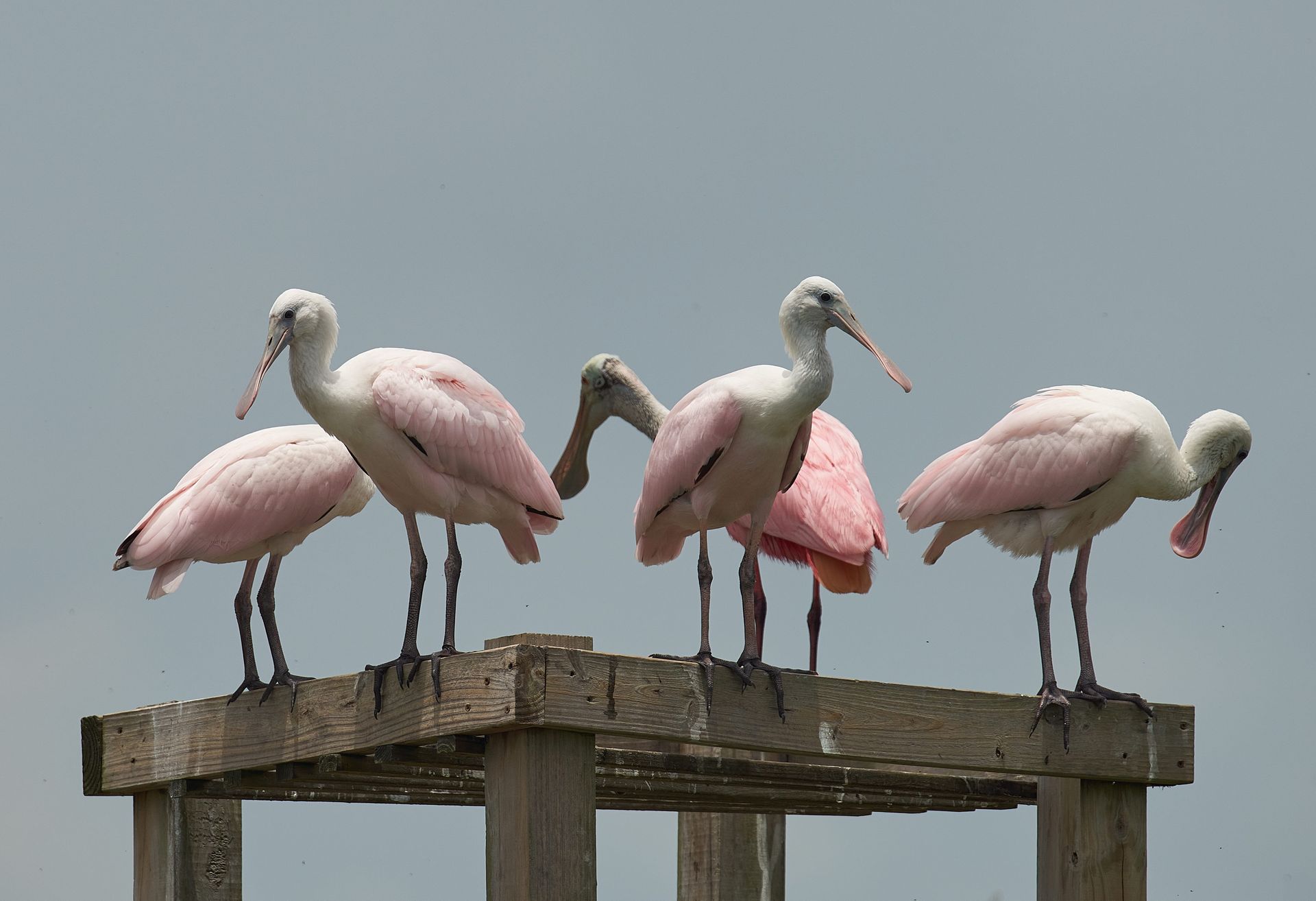 Five pink Roseate Spoonbills standing on a wooden platform, against a cloudy sky.