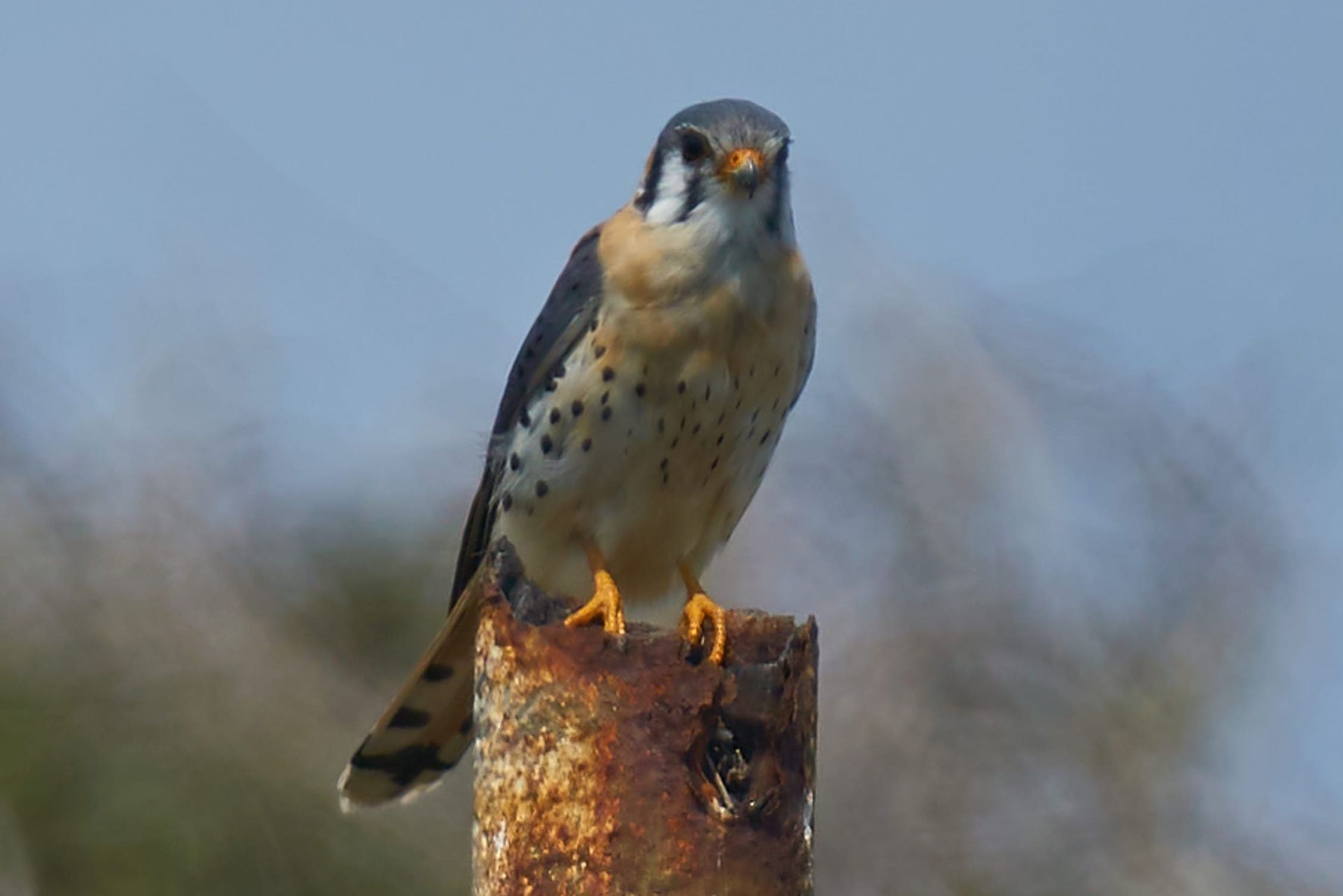 American kestrel perched on a rusty post, looking forward, blue sky background.