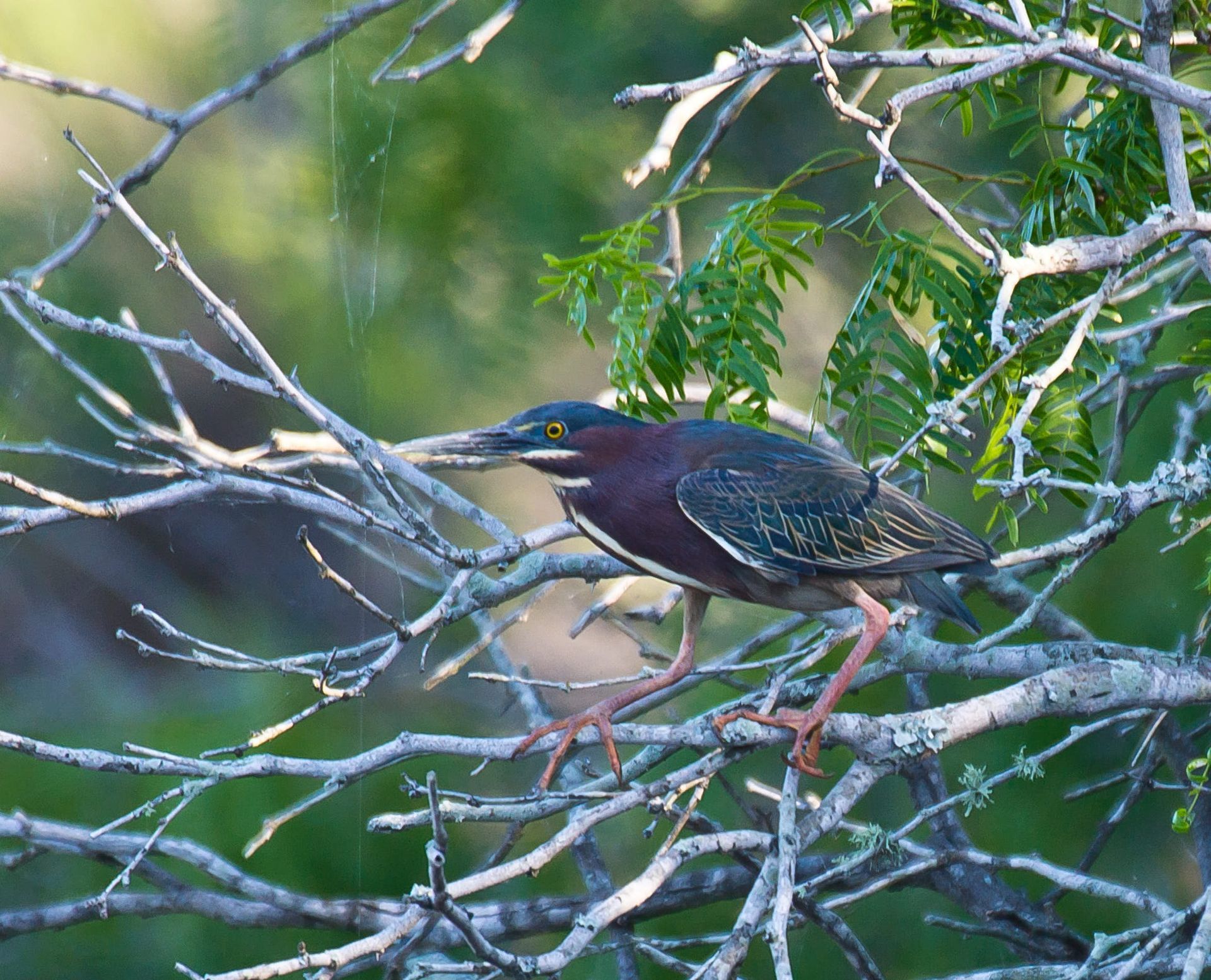 Green heron perched on a tree branch, looking alert, with red legs and green and maroon plumage.