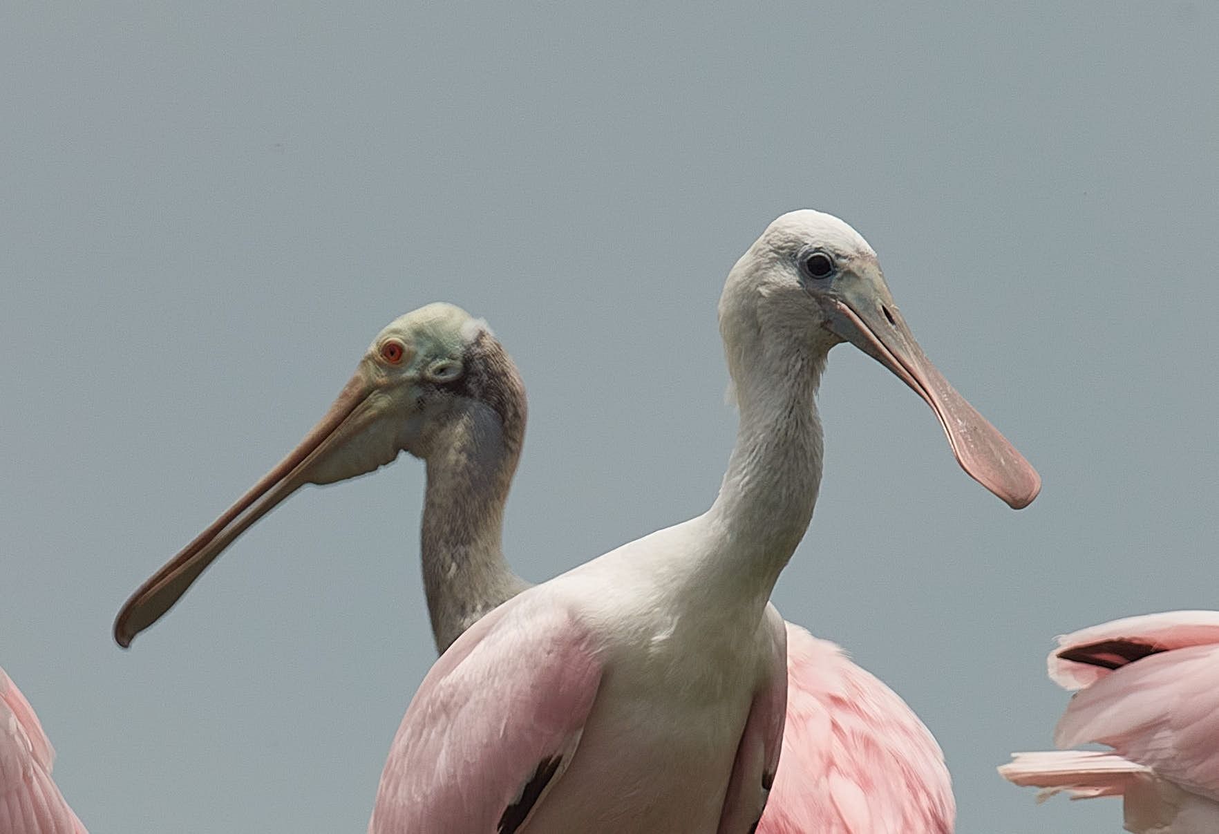 Roseate spoonbills with distinctive spoon-shaped bills, pale pink plumage, against a gray sky.