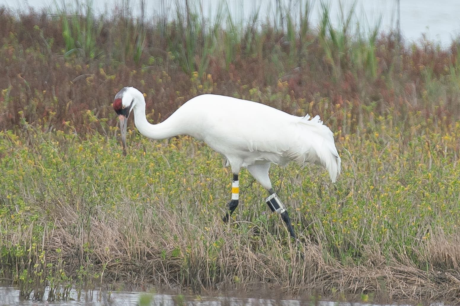 White whooping crane with red head foraging in marsh. It has leg bands.