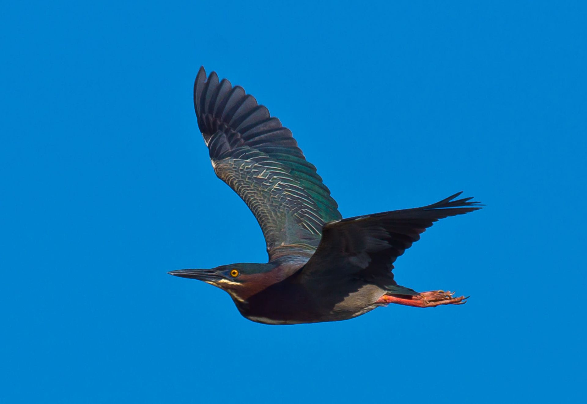 Green heron in flight against a clear blue sky, wings spread.