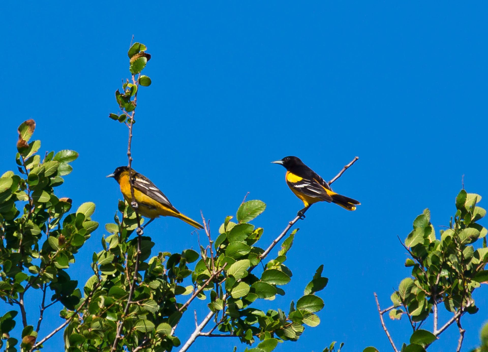 Two yellow and black Orioles perched on a tree branch against a blue sky.