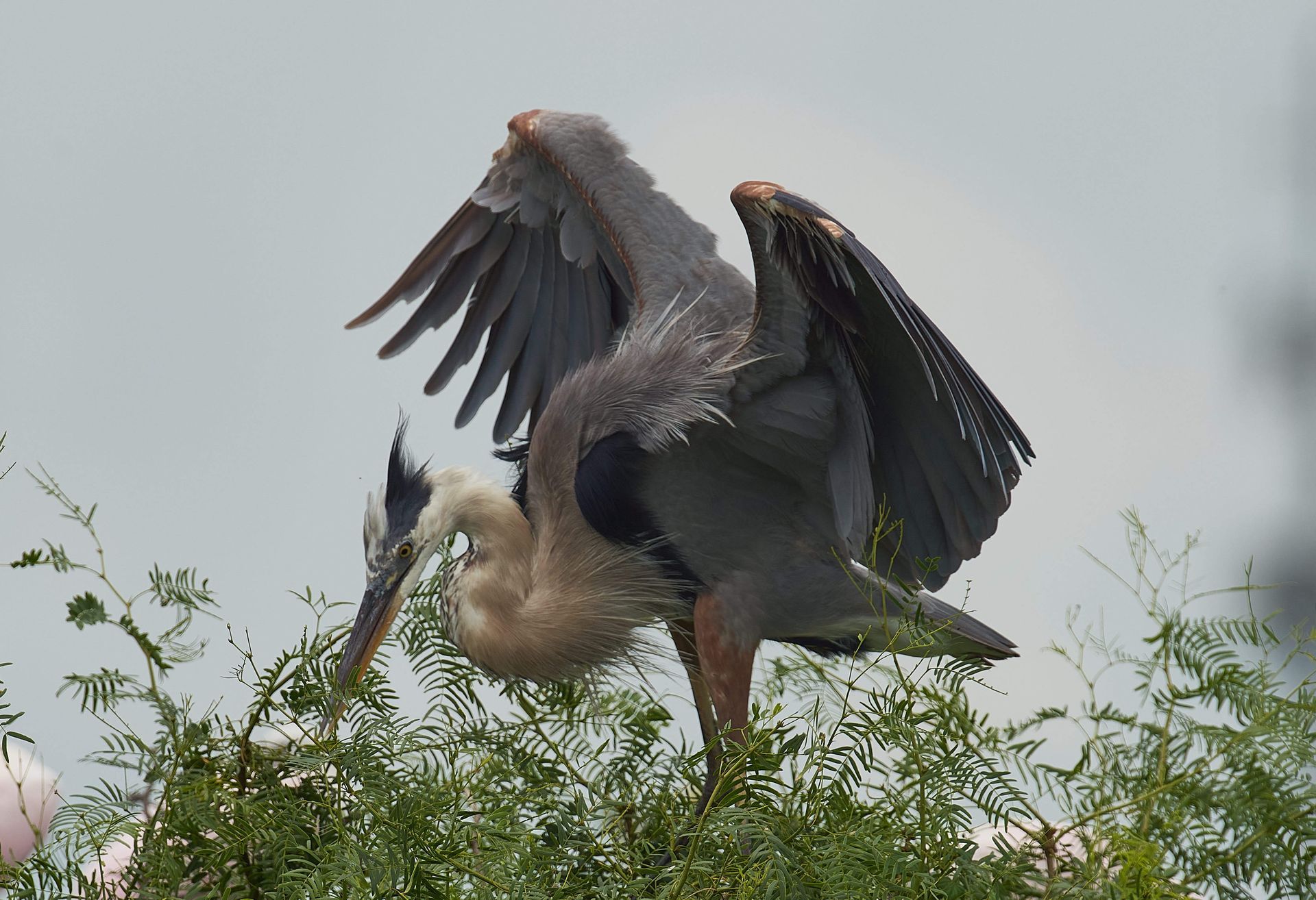 Great blue heron preening on a treetop, wings spread, gray and white feathers.