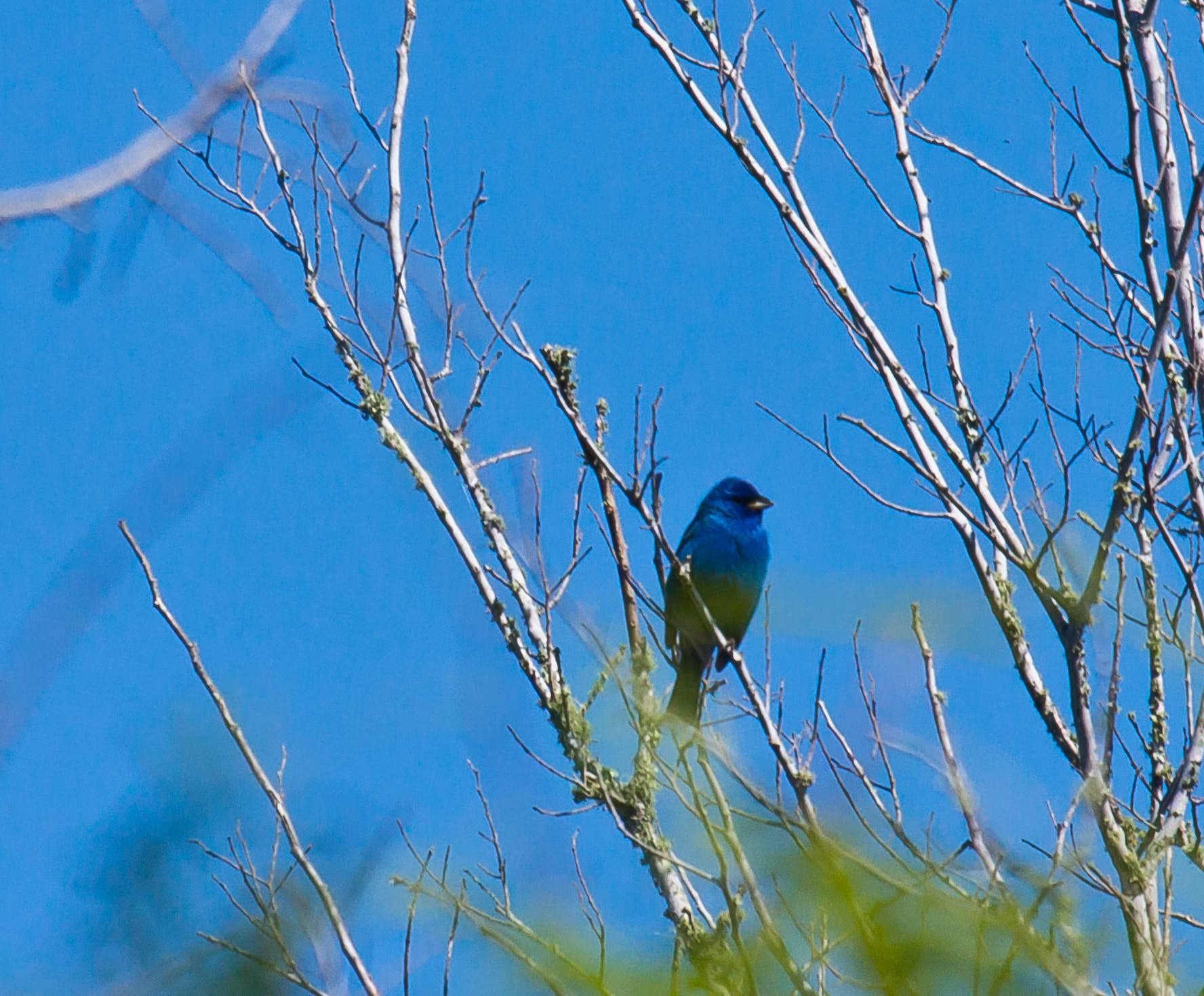 Indigo bunting bird perched on bare tree branches against a bright blue sky.