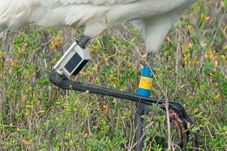 White bird leg with attached GPS tracker and identification tag in a green, shrubby environment.