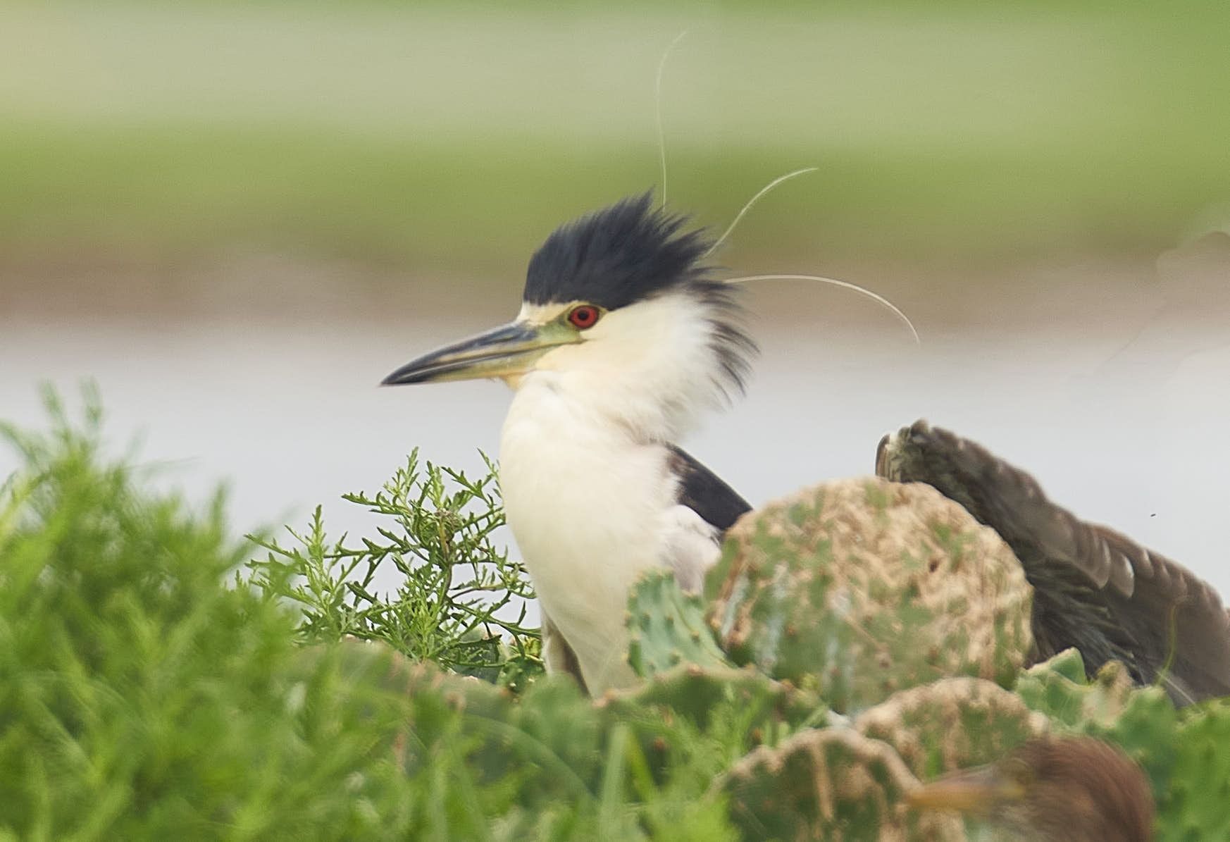 Black-crowned night heron with black and white feathers, yellow eyes, and long beak stands near green foliage.
