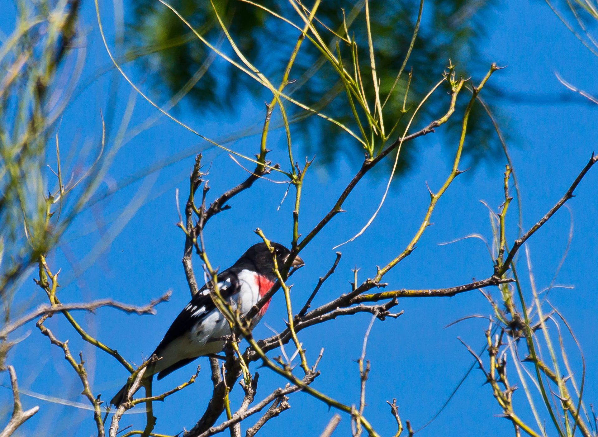 Male Rose-breasted Grosbeak perched on a branch, red breast, black head/wings, blue sky background.