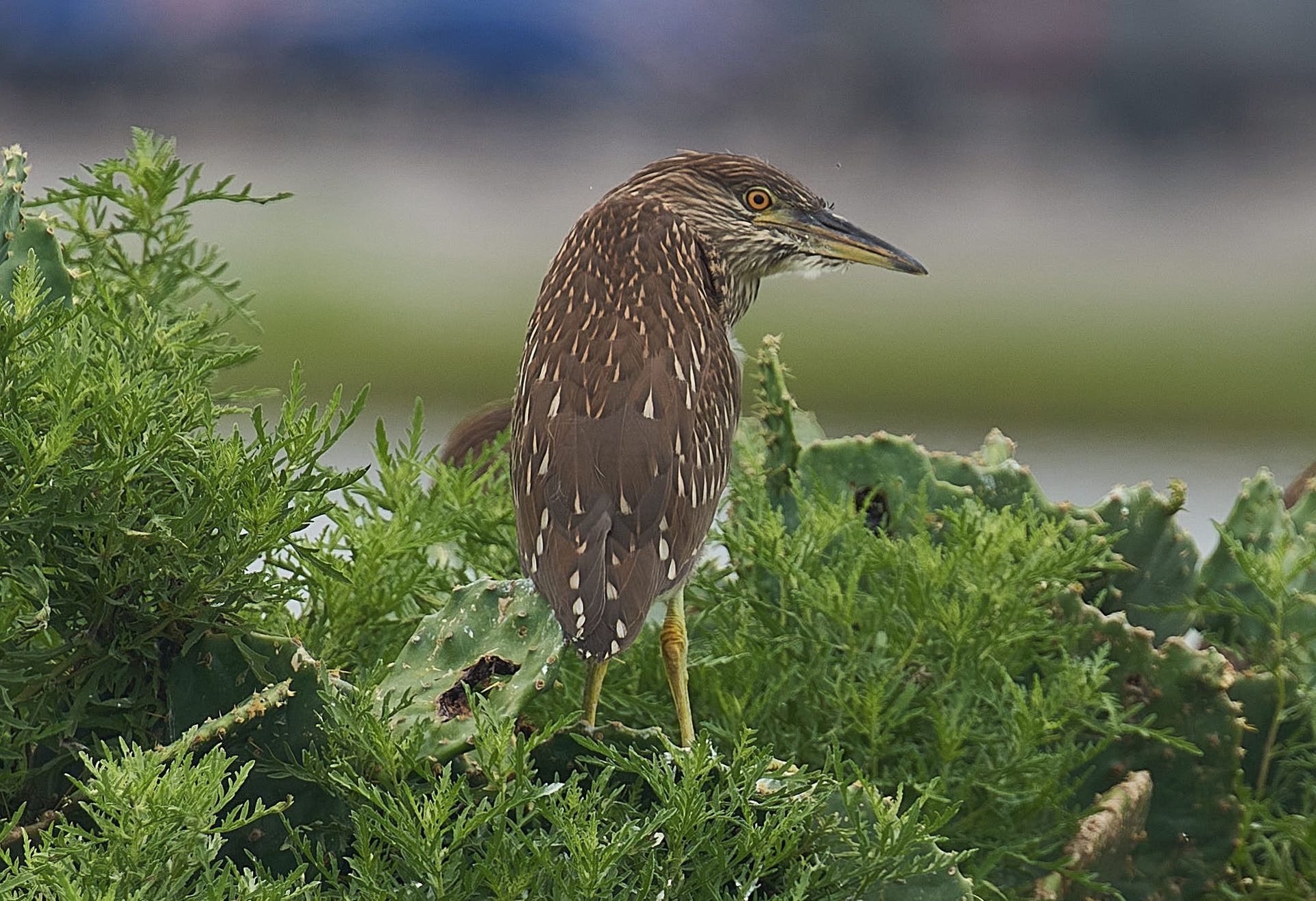Brown and white speckled juvenile heron perched on green foliage.