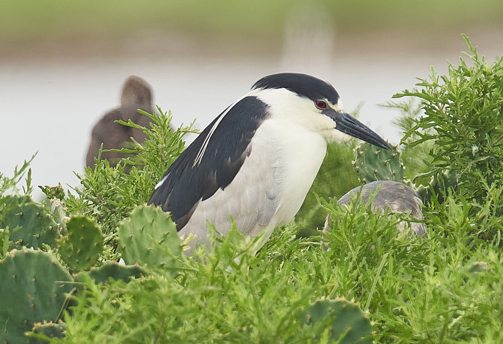 Black-crowned night heron with black and white plumage perched in green foliage, near water.