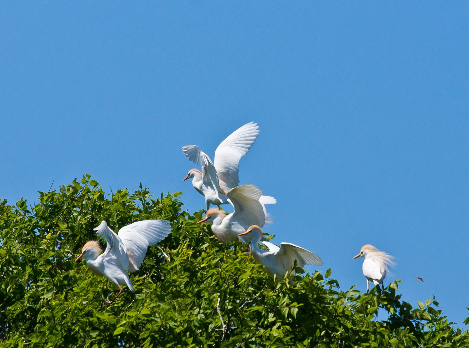 White egrets in green tree with blue sky background. Some egrets are in flight with outstretched wings.