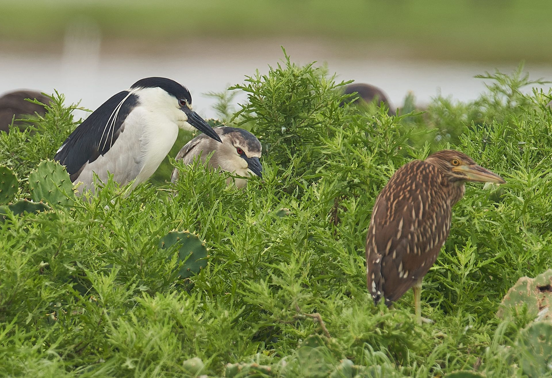 Birds in green foliage: a black-capped adult, a mottled juvenile, and a brown bird stand near water.