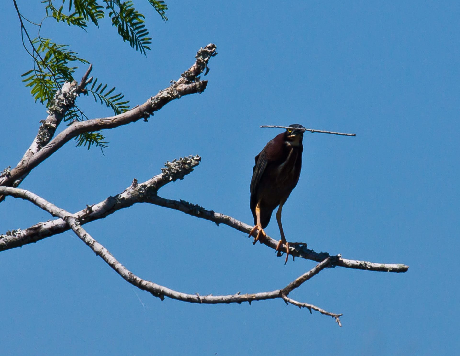 Bird with dark feathers perched on a tree branch, carrying a stick. Blue sky background.