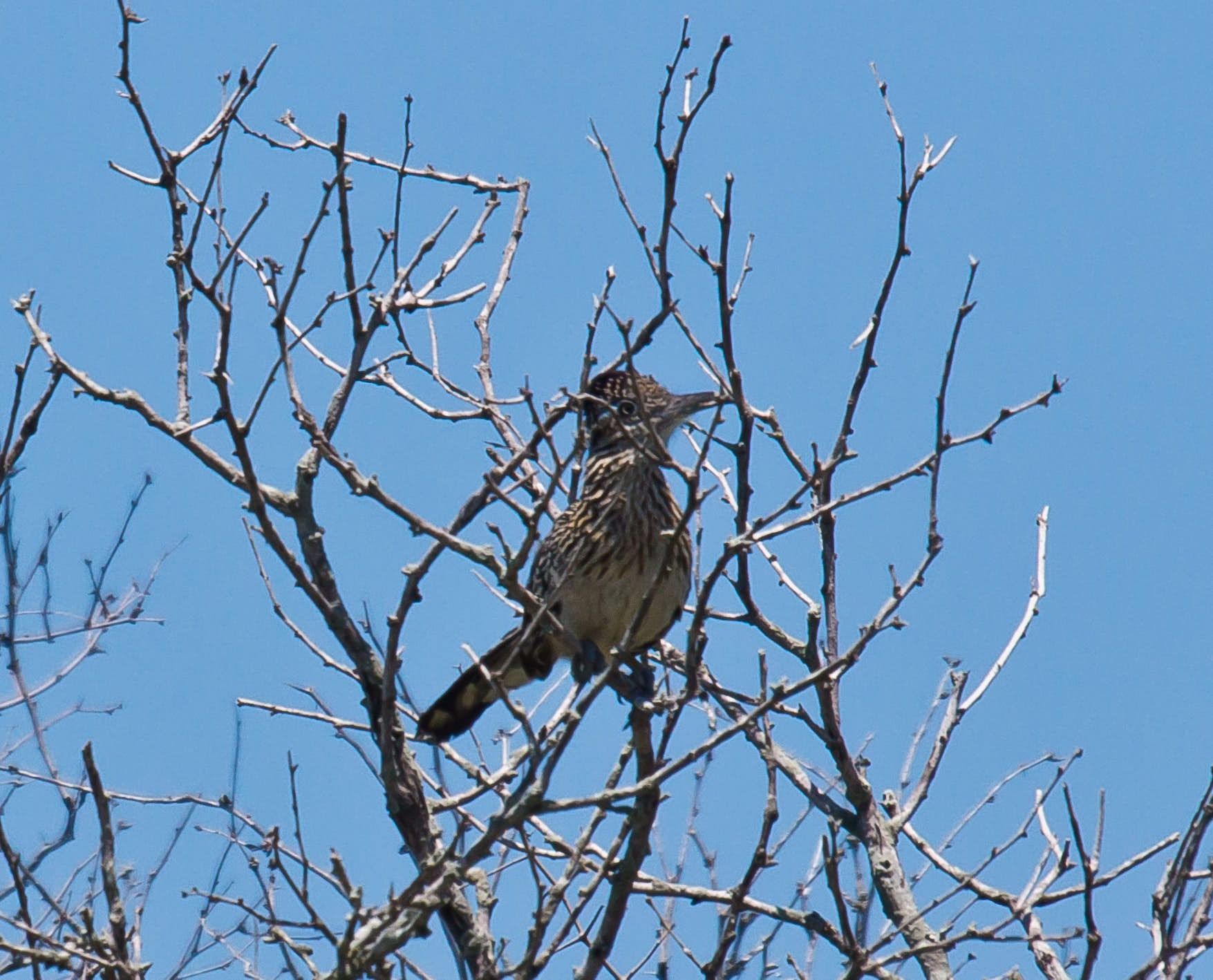 Roadrunner perched in a bare tree against a blue sky.