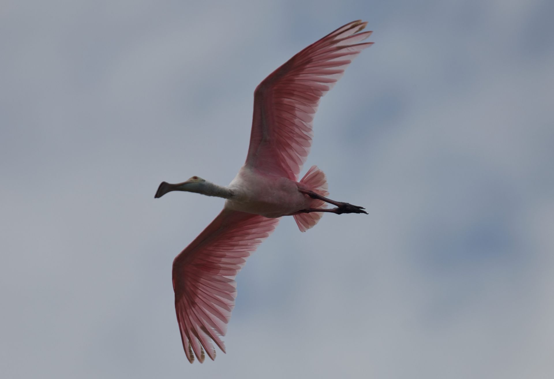 Pink roseate spoonbill in flight against a cloudy sky.