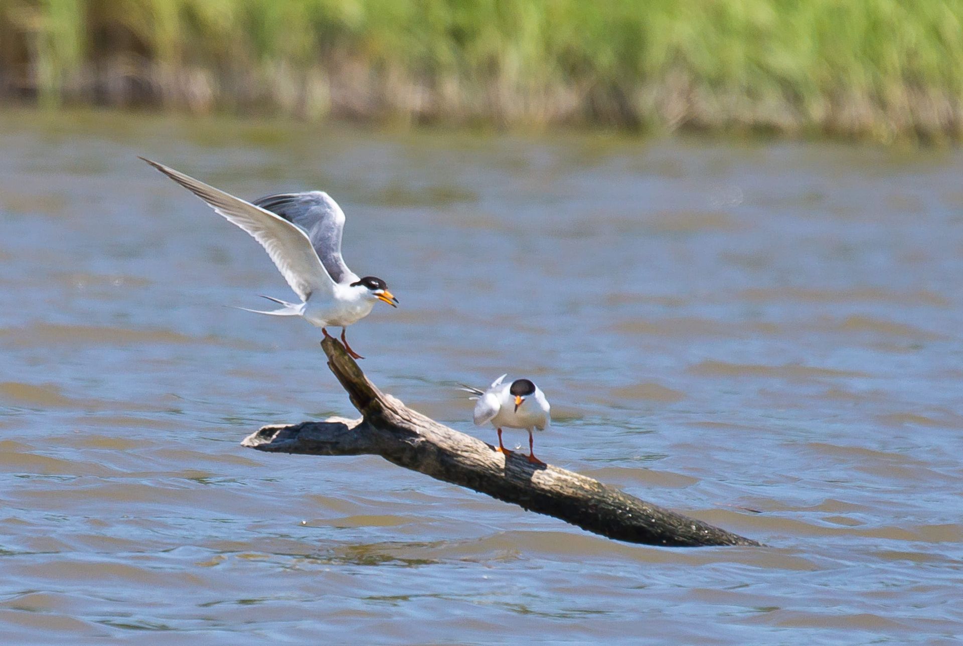 Two terns perched on a log in water; one taking flight with wings spread.