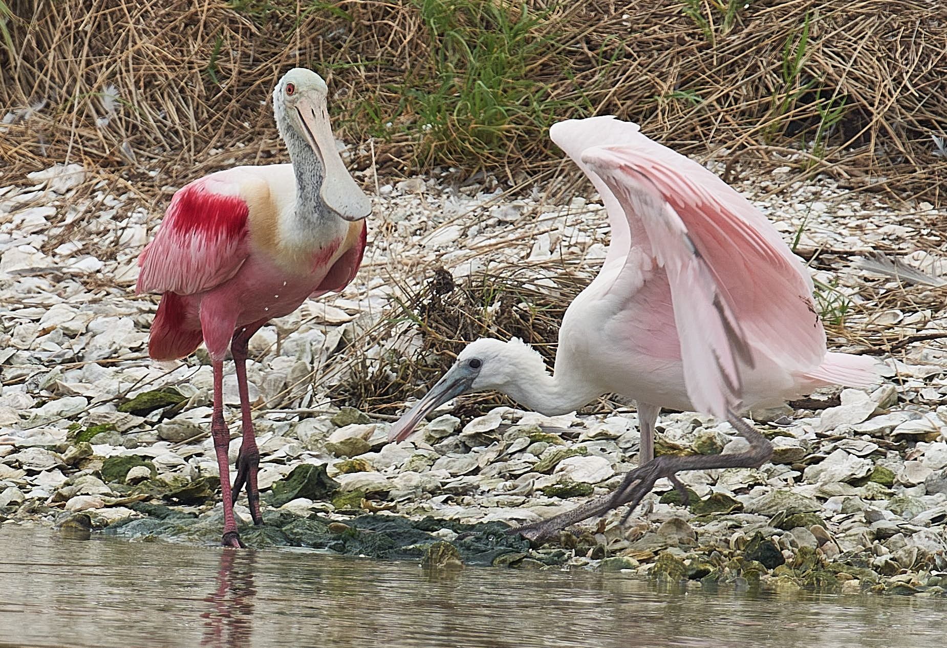 Two roseate spoonbills at water's edge: one standing, other flapping wings; pink and white feathers, tan and green background.