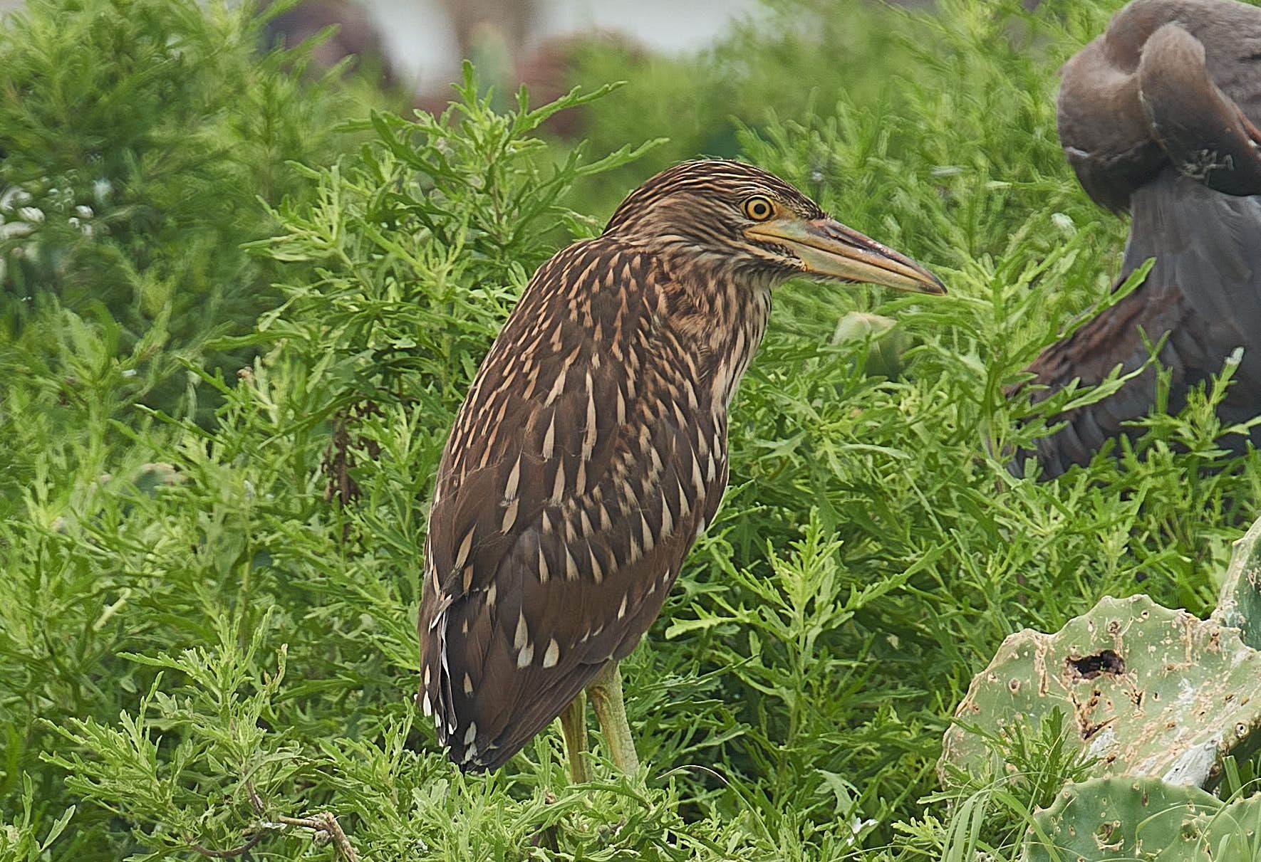 Brown heron with speckled plumage stands among green bushes.