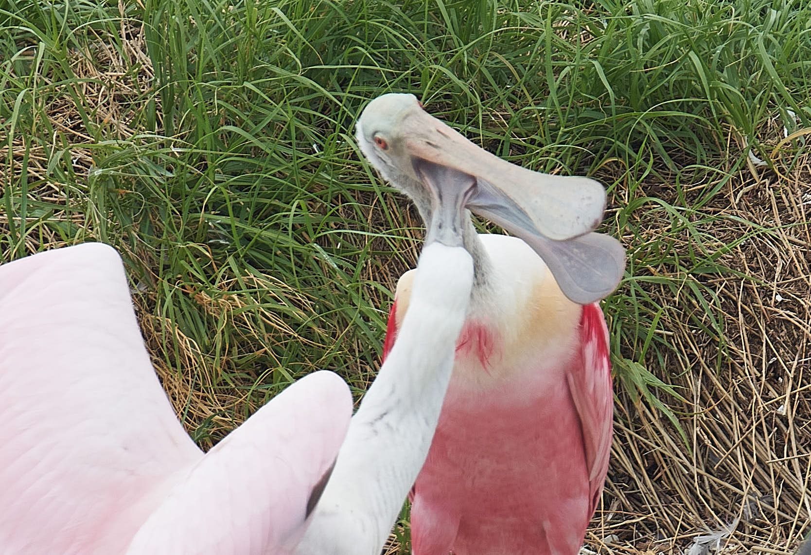 Roseate spoonbill with distinctive spoon-shaped bill, pink and white plumage, preening itself.