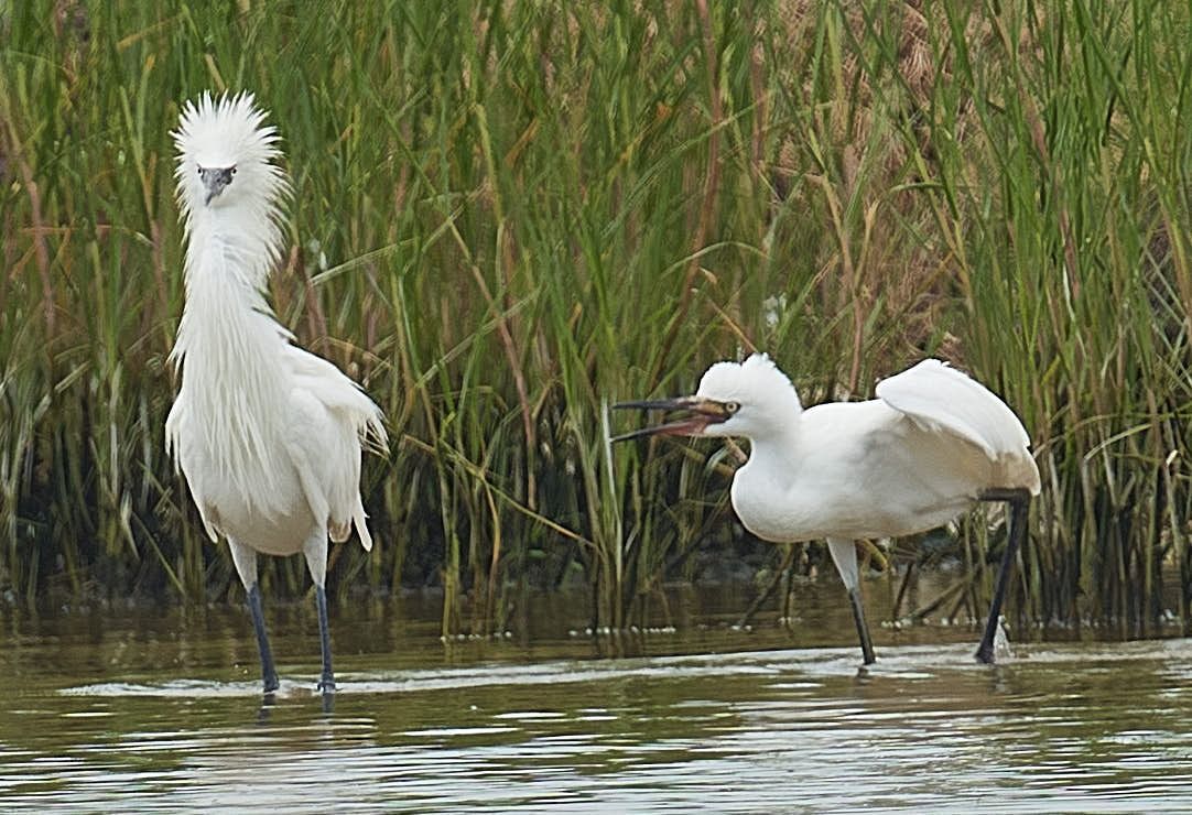 Two white birds with crests standing in shallow water, green reeds in the background. One eating.