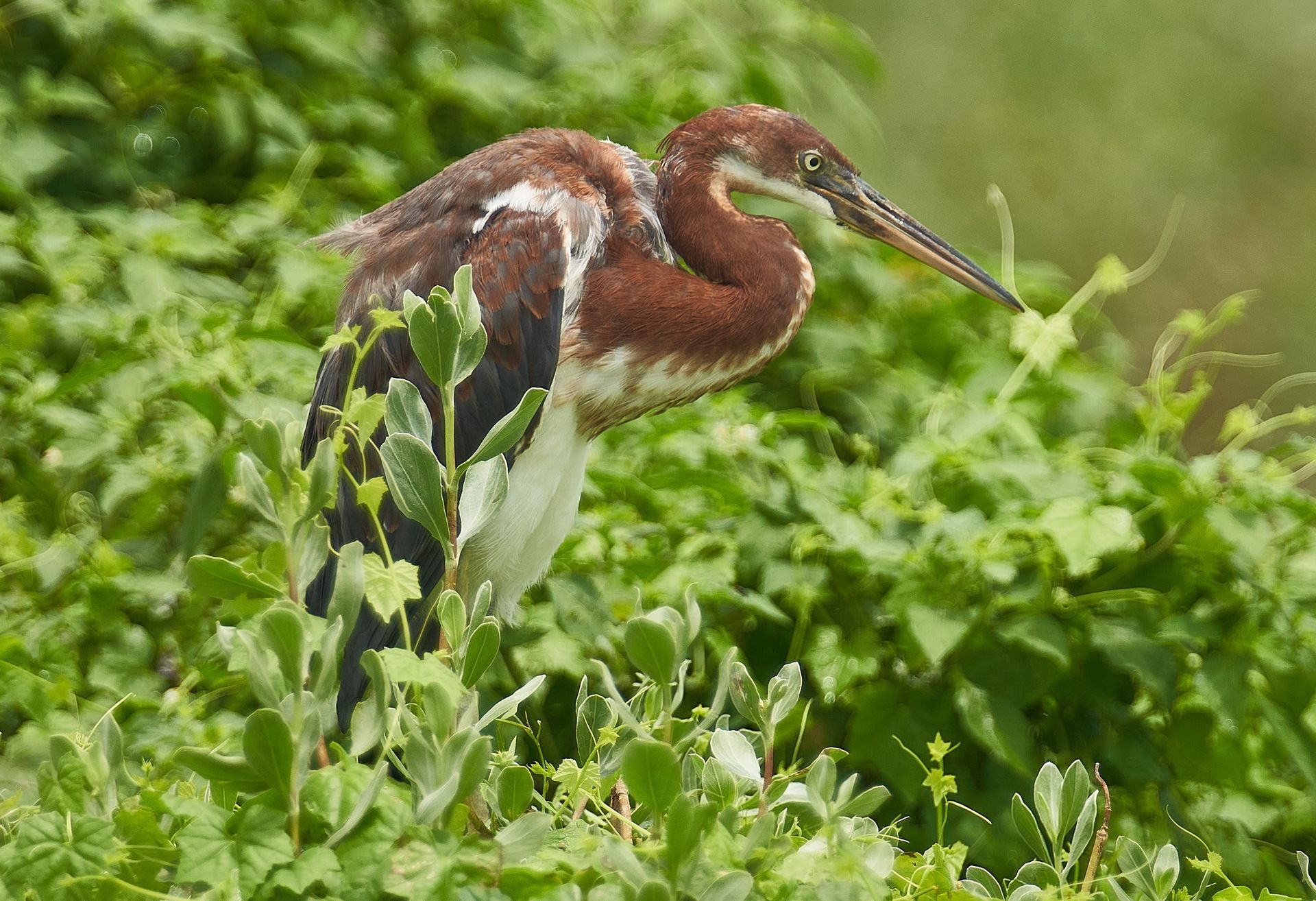 A tri-colored heron with brown, white, and gray plumage stands in green foliage.