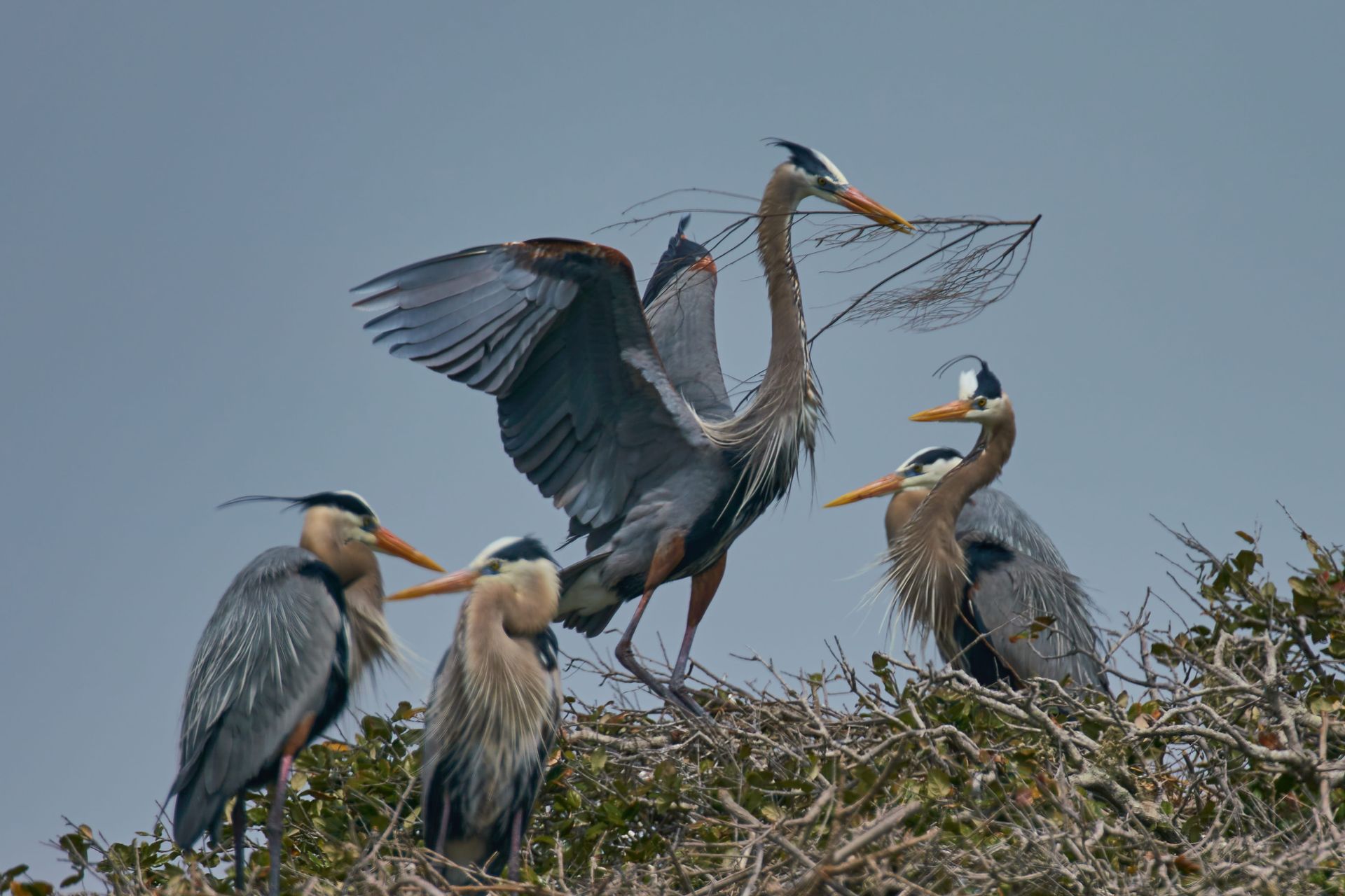Four blue herons perched on a tree, one with wings spread, blue sky in background.