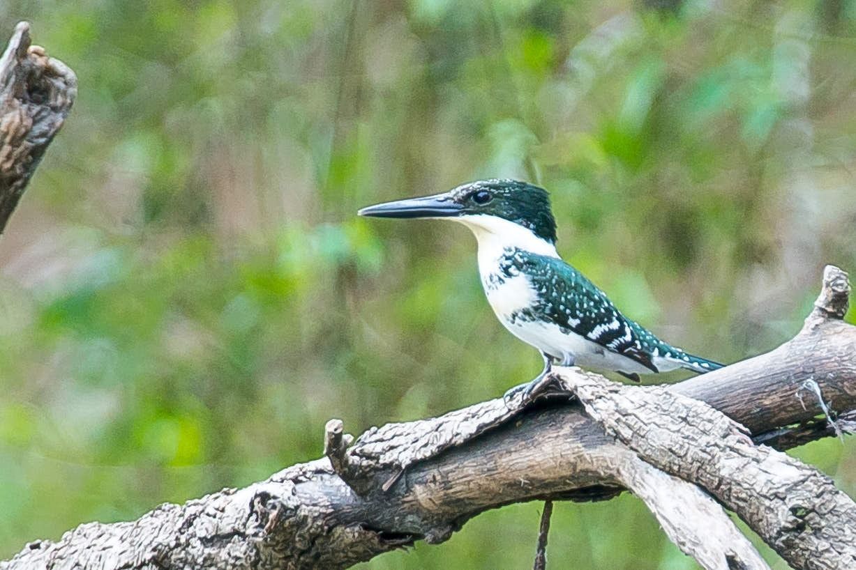 Green and white Amazon kingfisher perched on a branch, looking left.