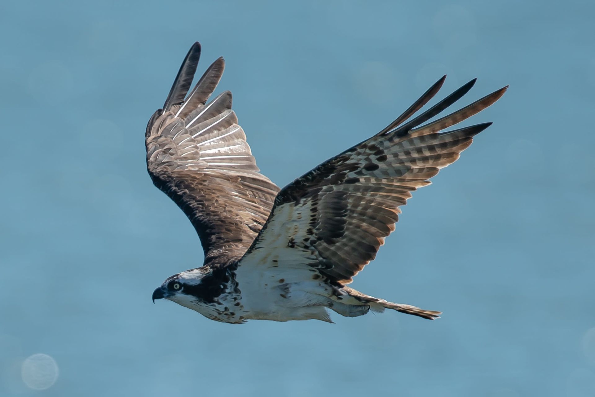 Osprey in flight, wings outstretched, against a blue sky, displaying a white belly and brown wings.