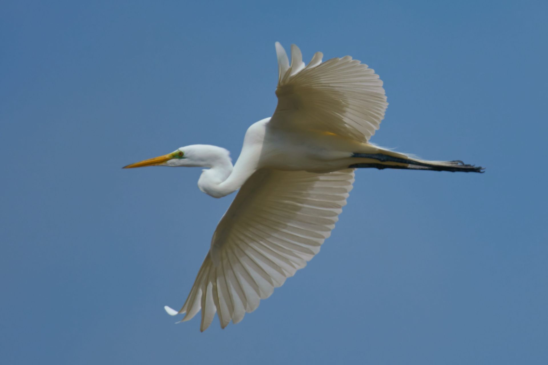 White egret in flight against a bright blue sky, wings outstretched.