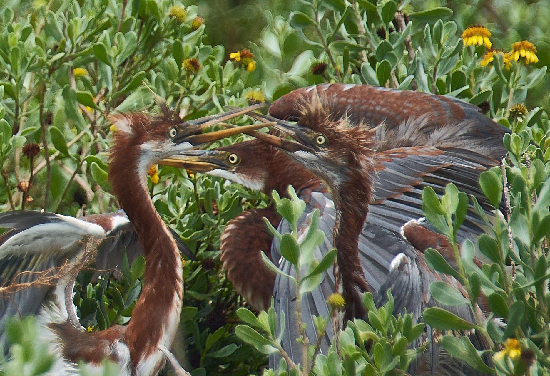 Three juvenile tricolored herons in a nest, squawking with open beaks amid green foliage.