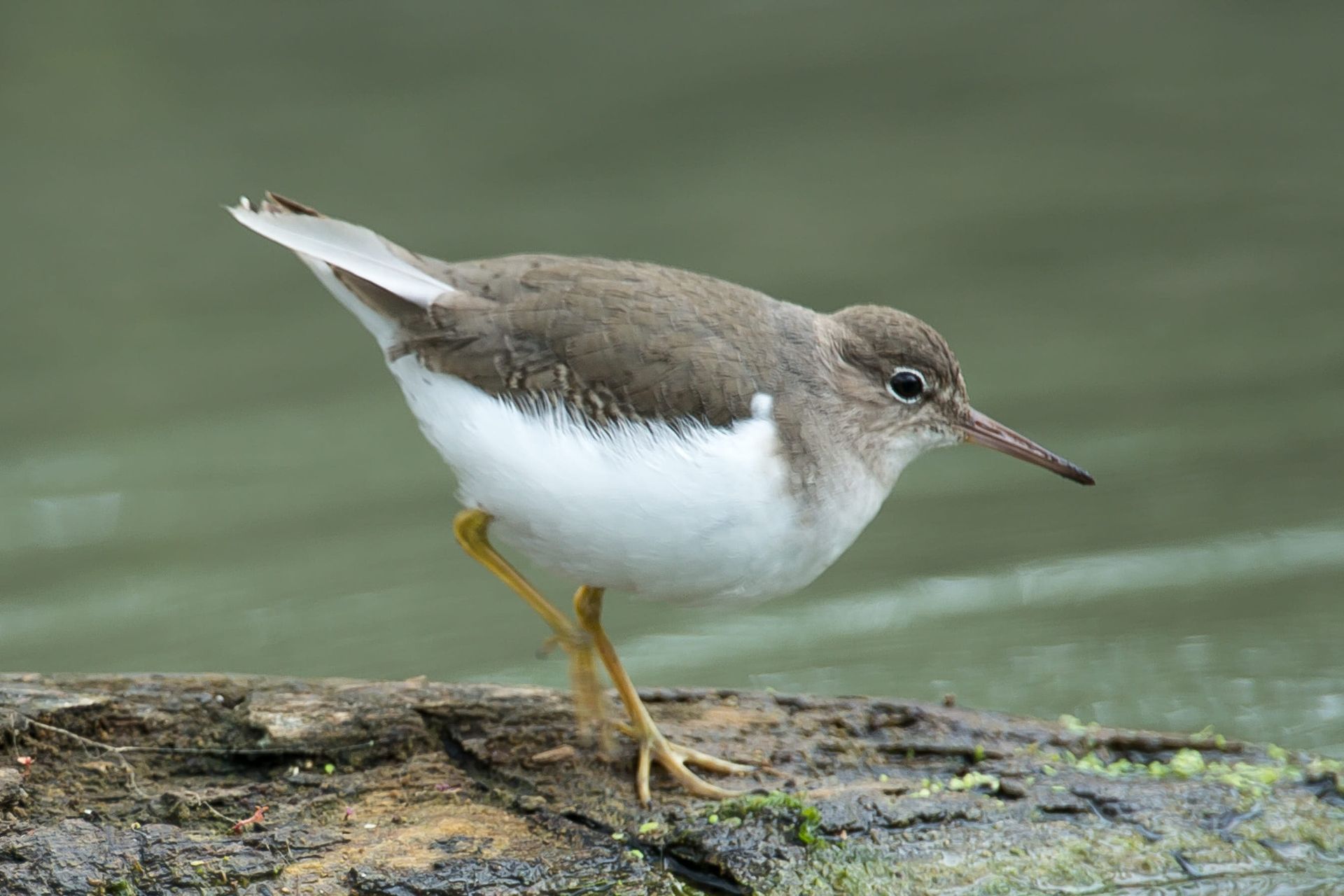 Brown and white Spotted Sandpiper balances on a log, one leg raised, near water.